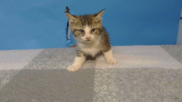 Shelter Stray Male Cat last seen , 216 W Victoria St, Gardena, CA 90248, USA