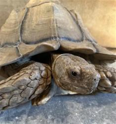 Shelter Stray Unknown Other last seen , 600 Aviation Dr, Camarillo, CA 93010, USA