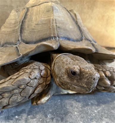 Shelter Stray Unknown Other last seen , 600 Aviation Dr, Camarillo, CA 93010, USA