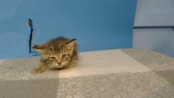 Shelter Stray Female Cat last seen , 216 W Victoria St, Gardena, CA 90248, USA