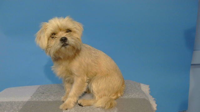 Shelter Stray Male Dog last seen , 216 W Victoria St, Gardena, CA 90248, USA