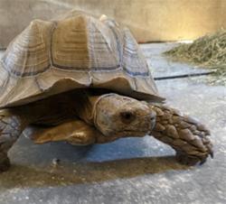 Shelter Stray Unknown Other last seen , 600 Aviation Dr, Camarillo, CA 93010, USA
