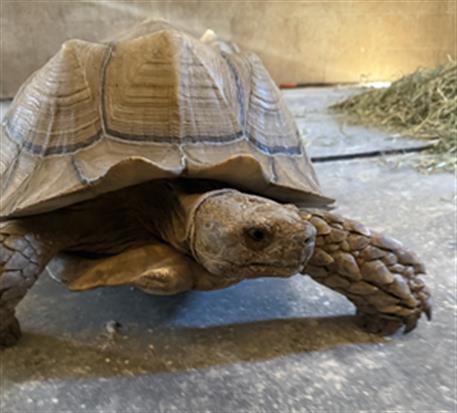 Shelter Stray Unknown Other last seen , 600 Aviation Dr, Camarillo, CA 93010, USA