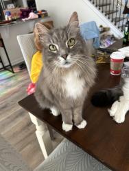 Reunited Male Cat last seen Glen trail Dr, Mt. Juliet, TN 37122
