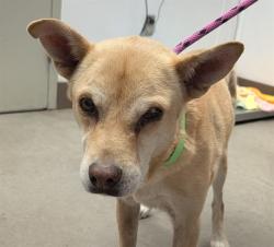 Shelter Stray Female Dog last seen , 4000 N Silverbell Rd, Tucson, AZ 85745, USA