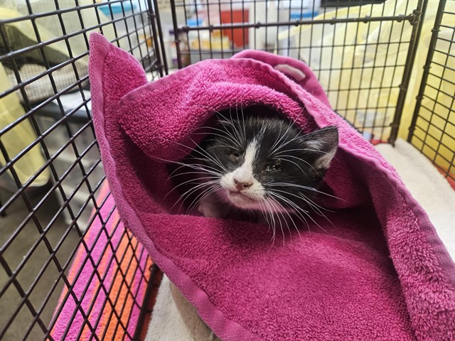 Shelter Stray Female Cat last seen , 4000 N Silverbell Rd, Tucson, AZ 85745, USA
