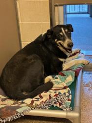 Shelter Stray Female Dog last seen Near BLOCK BROADWAY BLVD SE, 3001 2nd St SW, Albuquerque, NM 87105, USA