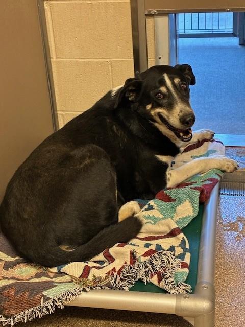 Shelter Stray Female Dog last seen Near BLOCK BROADWAY BLVD SE, 3001 2nd St SW, Albuquerque, NM 87105, USA