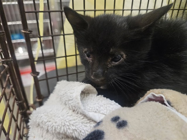 Shelter Stray Female Cat last seen , 4000 N Silverbell Rd, Tucson, AZ 85745, USA