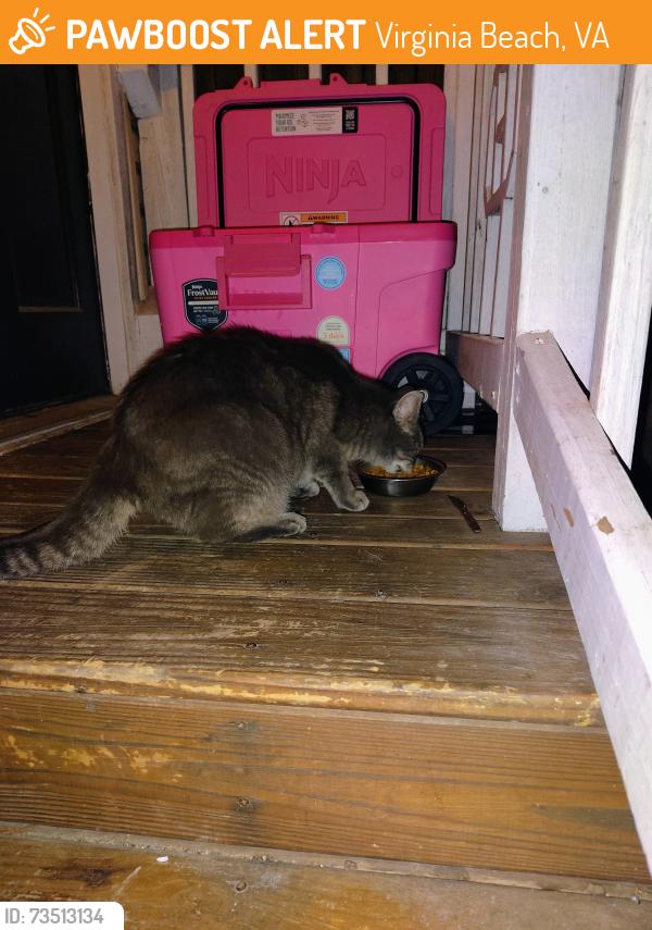 Found/Stray Unknown Cat last seen Victoria Drive and Continental drive, Virginia Beach, VA 23452