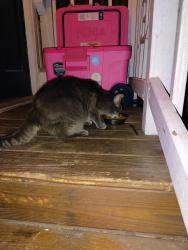 Found/Stray Unknown Cat last seen Victoria Drive and Continental drive, Virginia Beach, VA 23452