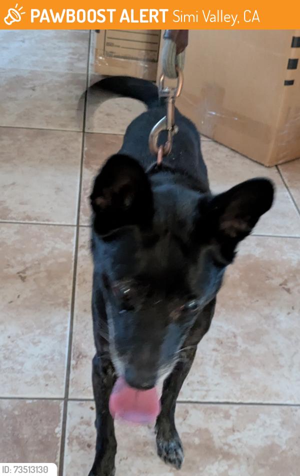 Found/Stray Male Dog last seen Cowboy Street, Simi Valley, CA 93063