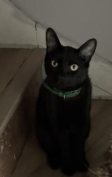 Reunited Male Cat last seen W Stewart Ave & 7th st NW, Puyallup, WA 98371