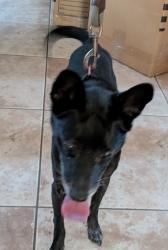 Found/Stray Male Dog last seen Cowboy Street, Simi Valley, CA 93063