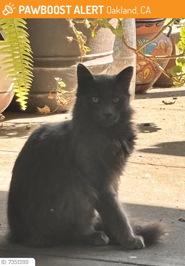Found/Stray Male Cat last seen Fremont High School, Oakland, CA 94601