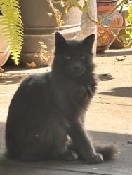 Found/Stray Male Cat last seen Fremont High School, Oakland, CA 94601