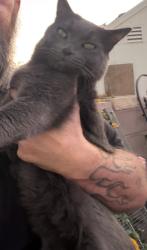 Reunited Male Cat last seen Recker and Adobe, Mesa, AZ 85205