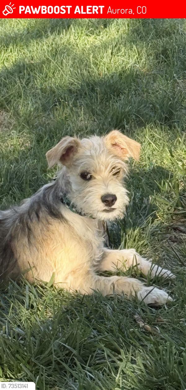 Lost Male Dog last seen 17th St to Colfax Ave, Aurora, CO 80045