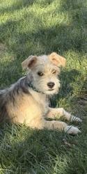 Lost Male Dog last seen 17th St to Colfax Ave, Aurora, CO 80045