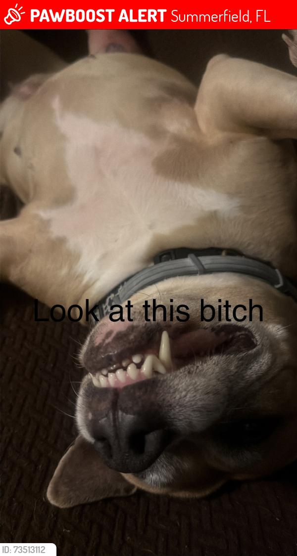 Lost Male Dog last seen Sunsetharbor sunhatbotestates, Summerfield, FL 34491