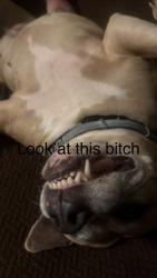 Lost Male Dog last seen Sunsetharbor sunhatbotestates, Summerfield, FL 34491