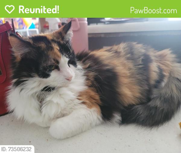 Reunited Female Cat last seen Nevada and utica, Denver, CO 80219