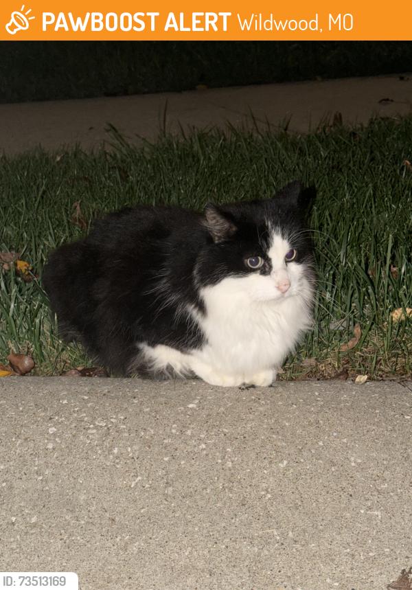 Found/Stray Unknown Cat last seen Waterfront way, Wildwood, MO 63040