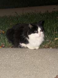 Found/Stray Unknown Cat last seen Waterfront way, Wildwood, MO 63040