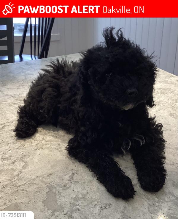 Lost Female Dog last seen Ford Drive and Dunedin Road, Oakville, ON 