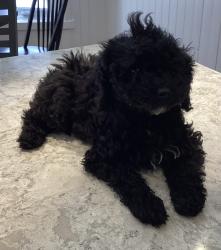 Lost Female Dog last seen Ford Drive and Dunedin Road, Oakville, ON 