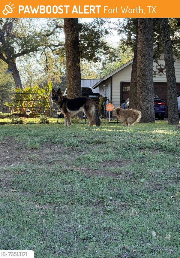 Found/Stray Unknown Dog last seen Meadowbrook dr, Fort Worth, TX 76103