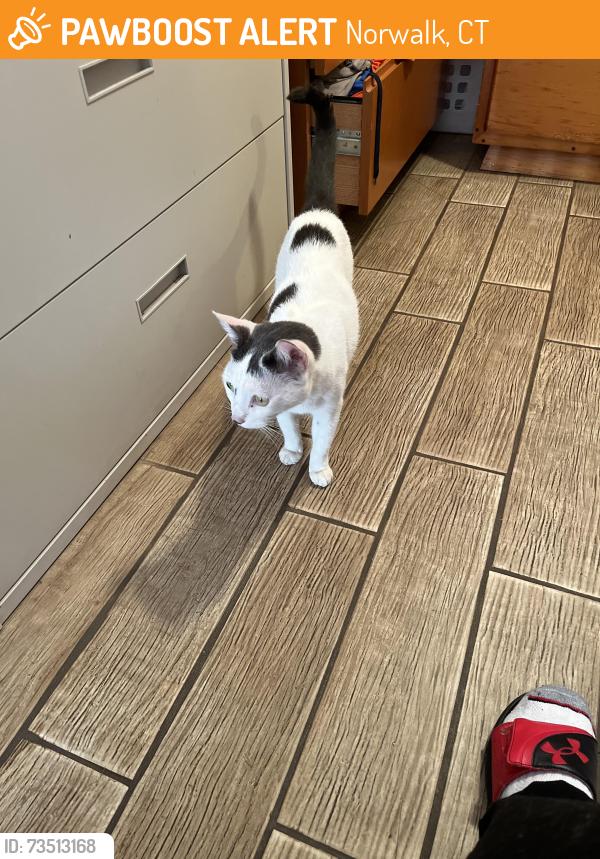 Found/Stray Unknown Cat last seen Around Los Portales, Norwalk, CT 06855