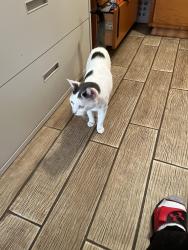 Found/Stray Unknown Cat last seen Around Los Portales, Norwalk, CT 06855