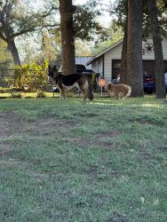 Found/Stray Unknown Dog last seen Meadowbrook dr, Fort Worth, TX 76103