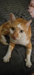 Reunited Male Cat last seen End of Quinton court by Bear Creek, Columbia, MO 65202