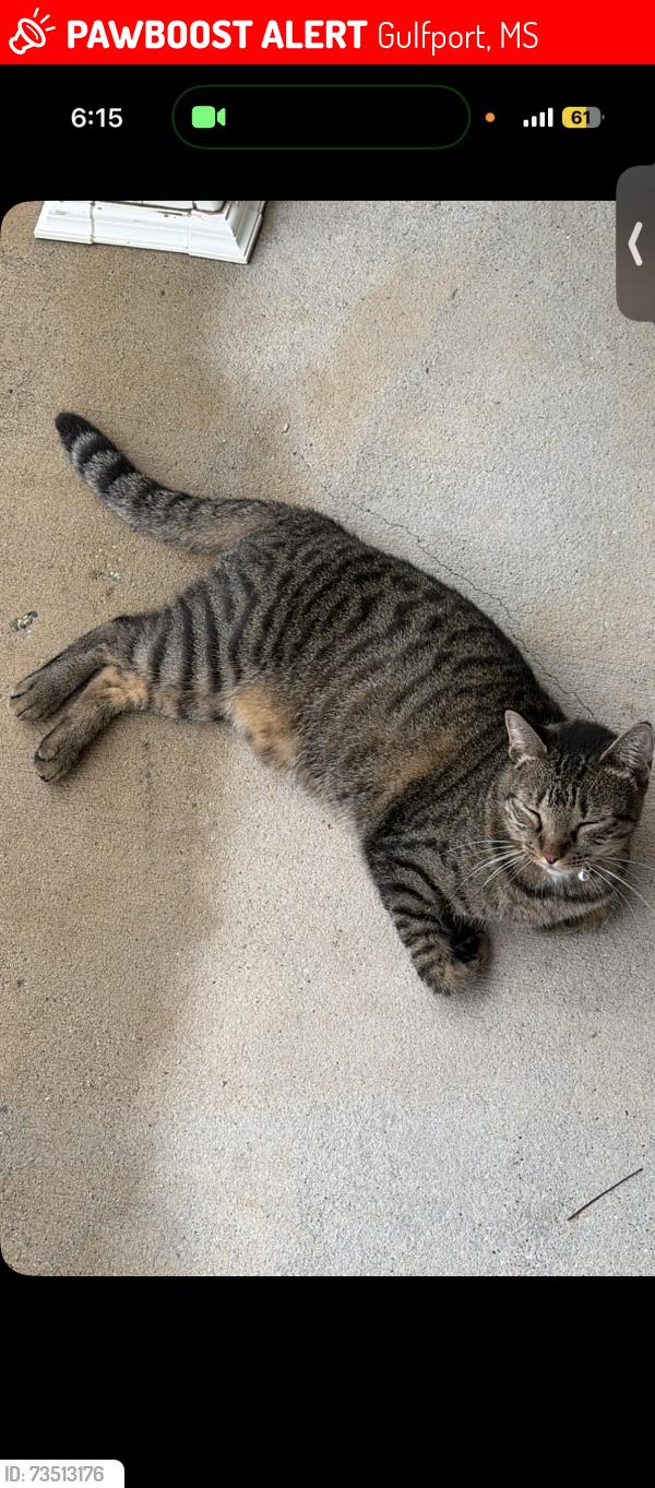 Lost Female Cat last seen Hidden Oaks area near Lawton Lane, Gulfport, MS 39503