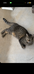 Lost Female Cat last seen Hidden Oaks area near Lawton Lane, Gulfport, MS 39503