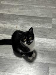 Reunited Female Cat last seen Leonard St, Alpine Avenue, railroad tracks, Leonard St exit off 131, Grand Rapids, MI 49504