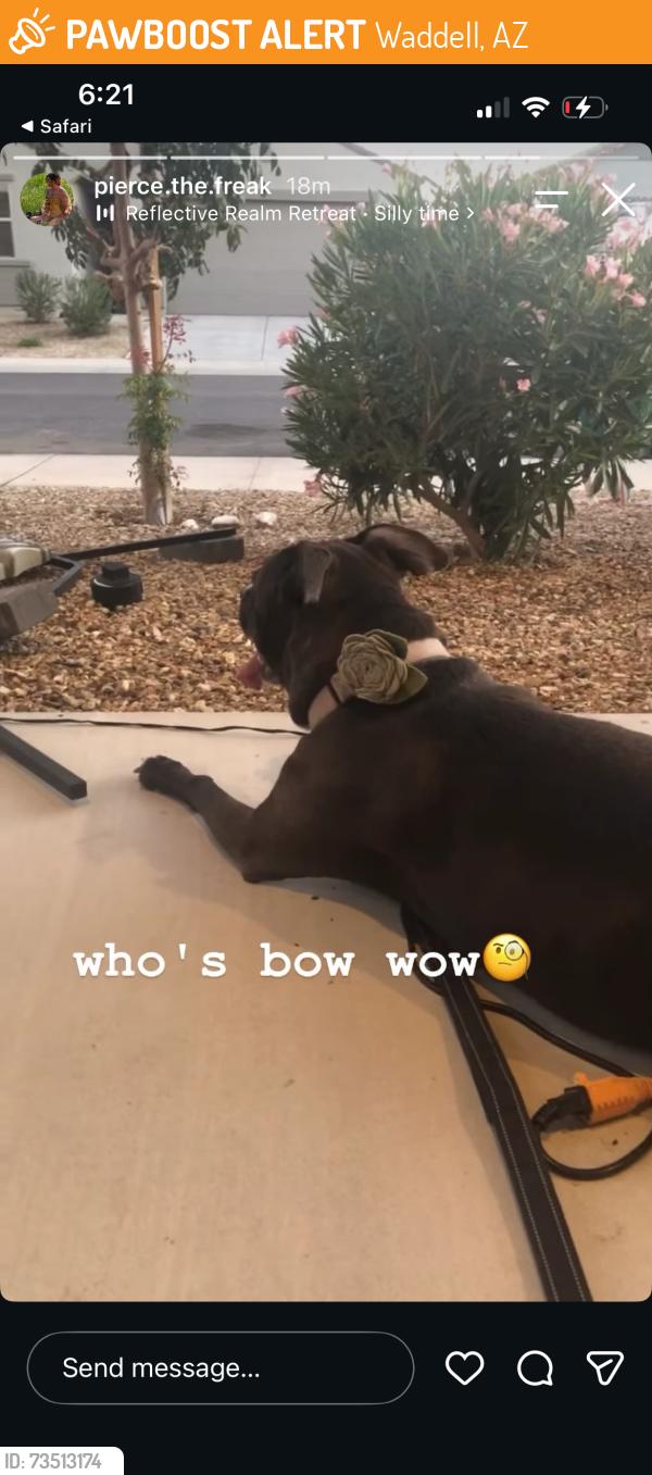 Found/Stray Female Dog last seen W Butler Ave, Waddell AZ, Waddell, AZ 85355