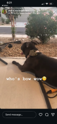 Found/Stray Female Dog last seen W Butler Ave, Waddell AZ, Waddell, AZ 85355