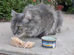 Found/Stray Female Cat last seen Pima/swan intersection - Kha Deng Park on Bell, Tucson, AZ 85712