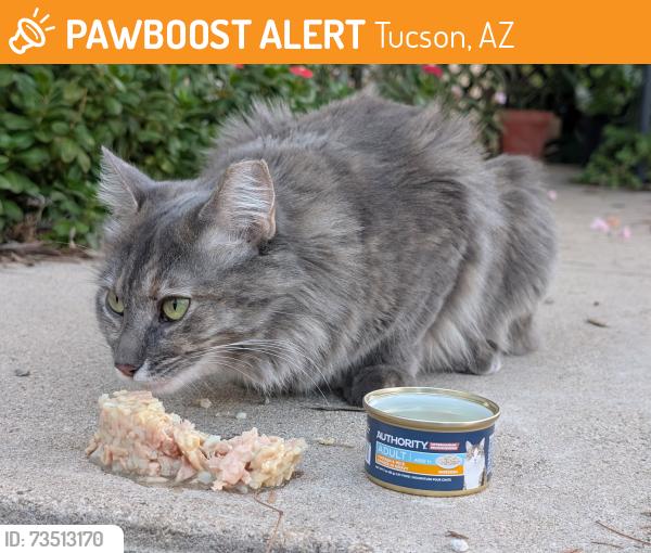 Found/Stray Female Cat last seen Pima/swan intersection - Kha Deng Park on Bell, Tucson, AZ 85712
