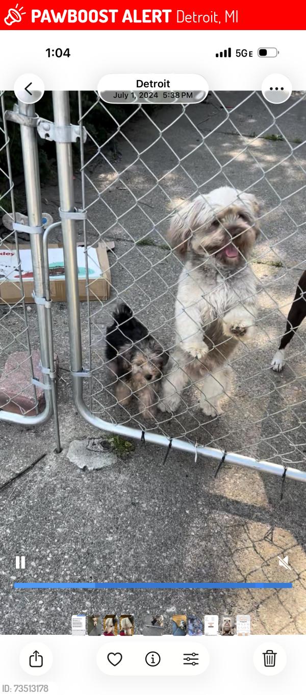 Lost Male Dog last seen Purtain and Mc Nichols, Detroit, MI 48235