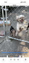 Lost Male Dog last seen Purtain and Mc Nichols, Detroit, MI 48235