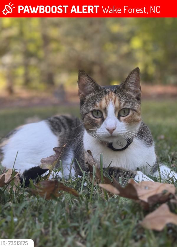 Lost Female Cat last seen Averett Rd & Oak Grove Church rd., Wake Forest, NC 27587