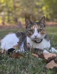 Lost Female Cat last seen Averett Rd & Oak Grove Church rd., Wake Forest, NC 27587
