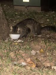 Found/Stray Unknown Cat last seen Mosteller ests ave se, Hickory, NC 28602