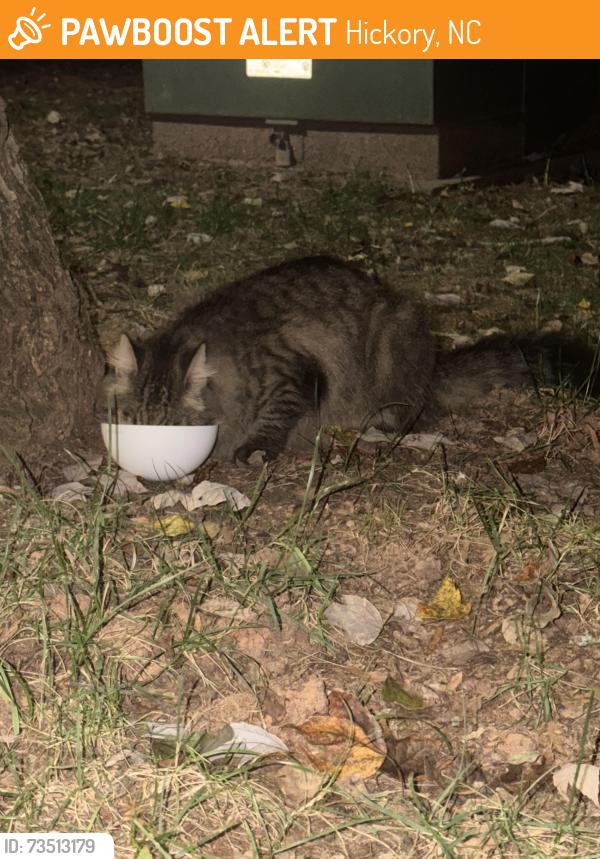 Found/Stray Unknown Cat last seen Mosteller ests ave se, Hickory, NC 28602