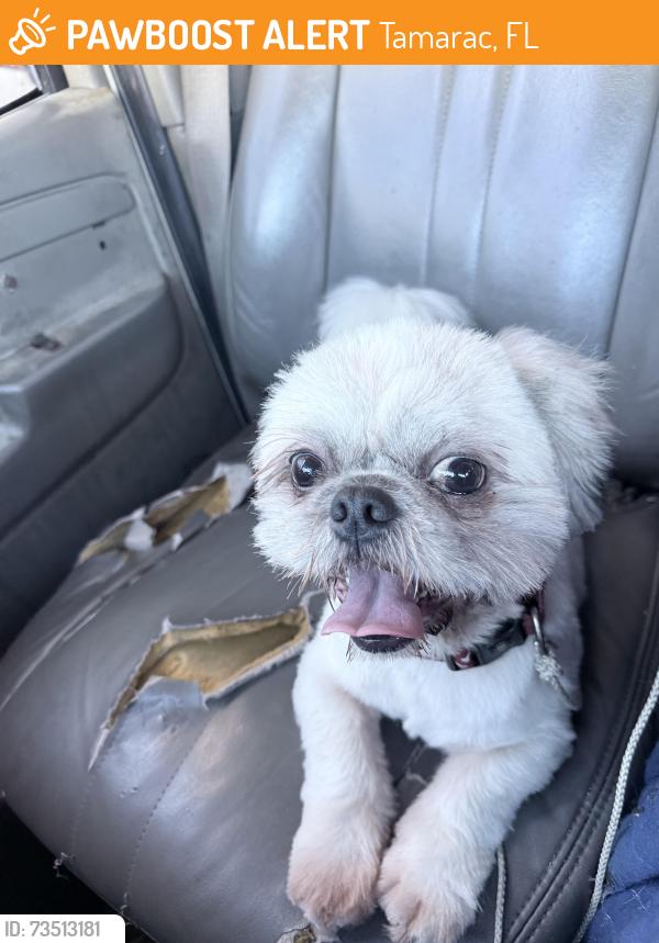 Found/Stray Male Dog last seen Woodlands between commercial and Bailey, Tamarac, FL 33319