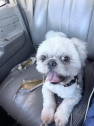 Found/Stray Male Dog last seen Woodlands between commercial and Bailey, Tamarac, FL 33319
